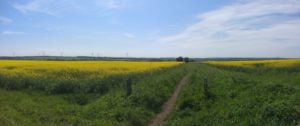 Rapeseed Field