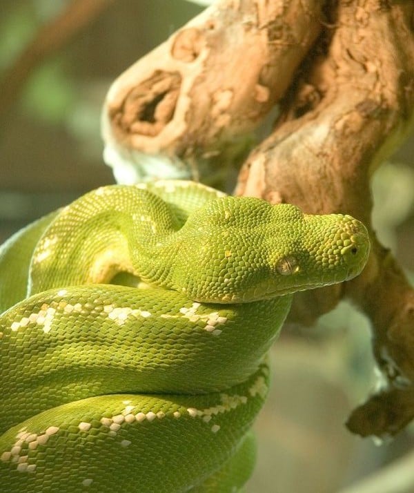 Image of a Green tree python