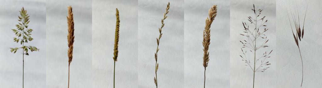 Photos of 7 different types of grass head