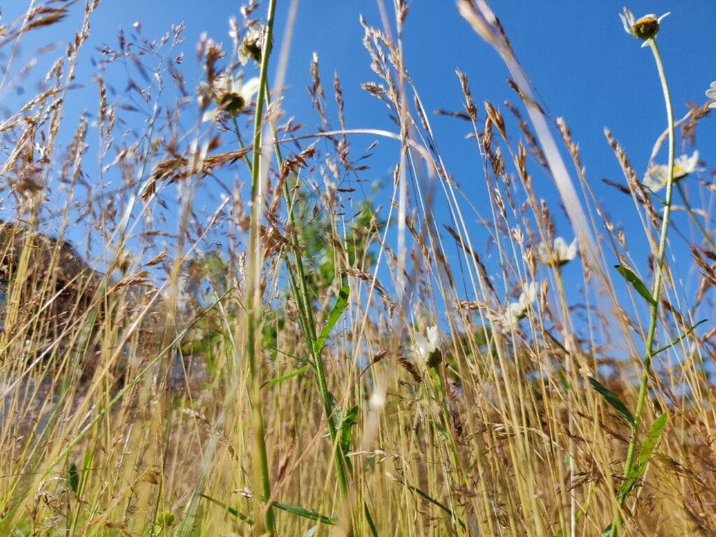 A photo looking up grass stalks from the bottom
