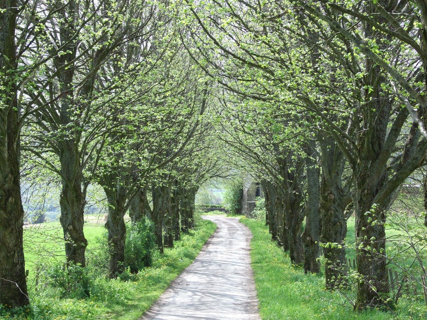 An alley of trees along a road with white blossom, green leaves and grassy verges.