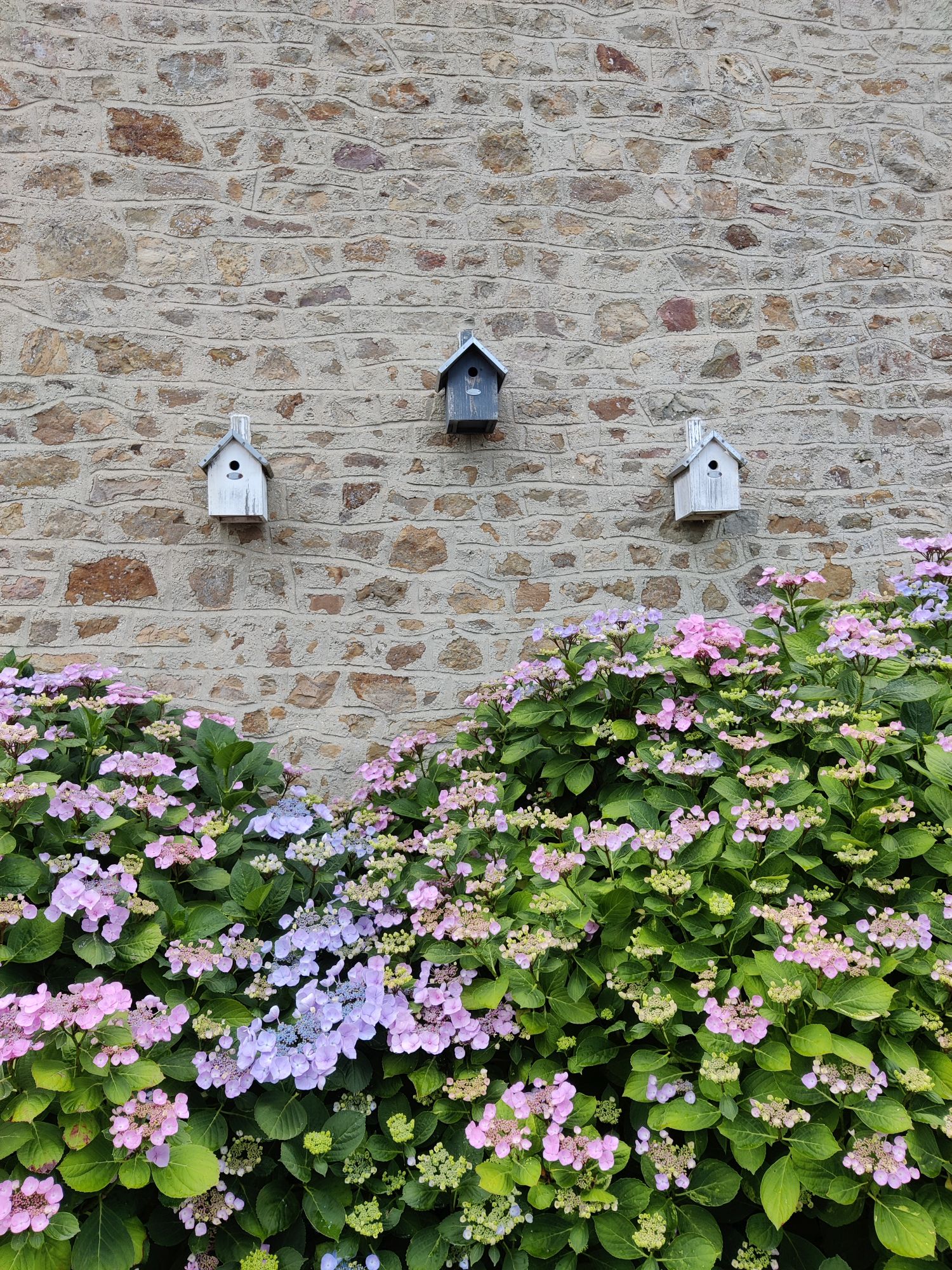 Picturesque birdhouses mounted on a wall above some lilac and pink flowers