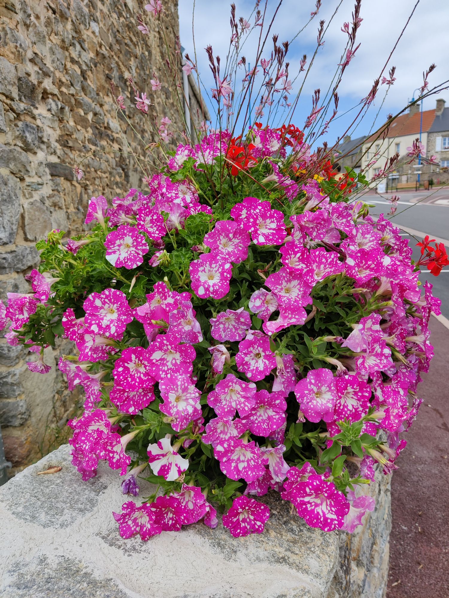 Some pink flowers, all from the same plant, each with a unique pattern of sprinkled white dots.