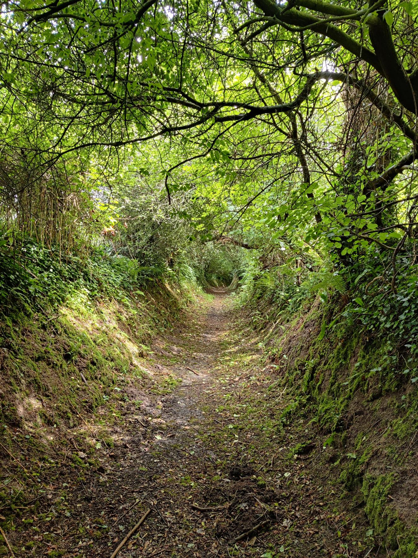 A narrow path leading through trees creating a circular burrow-like shape