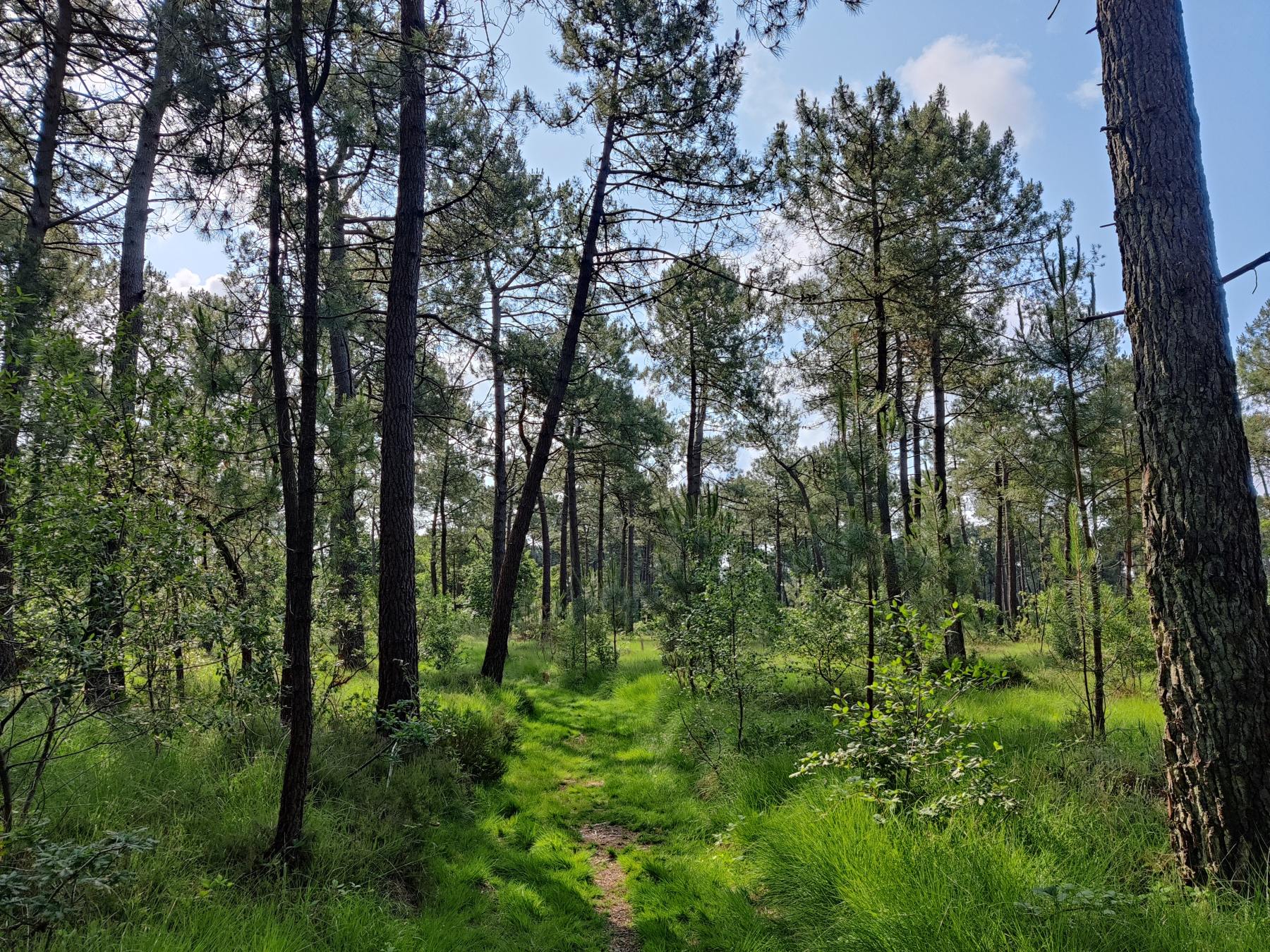 A forest with tall pine trees and a path leading through a grassy undergrowth